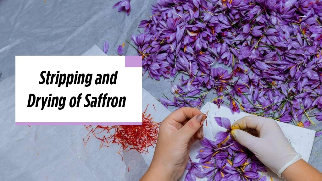 Saffron Cultivation - Stripping and Drying of Saffron