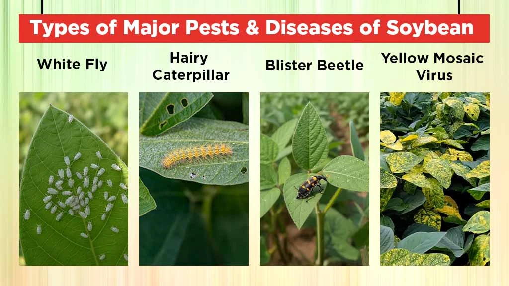 Pest & Disease Management