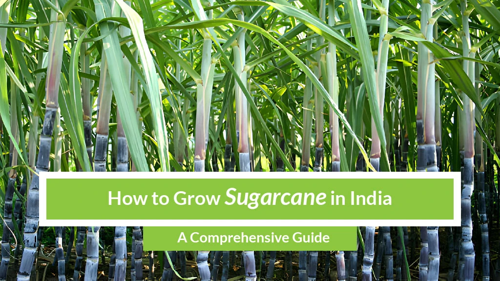 How to Grow Sugarcane in India: A Comprehensive Guide
