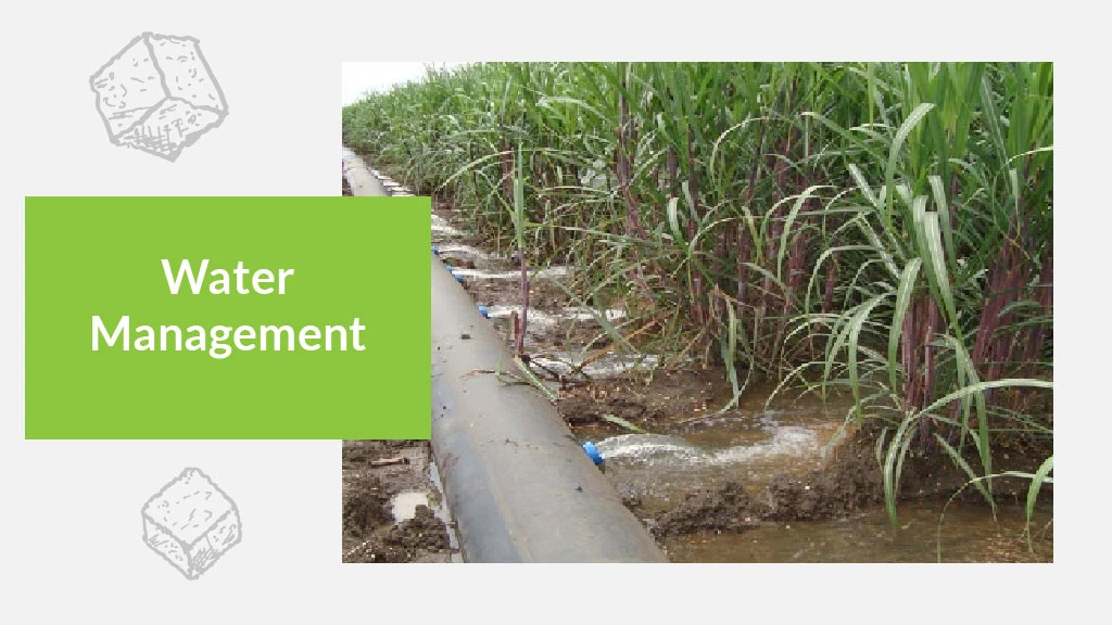 Sugarcane Cultivation - water management