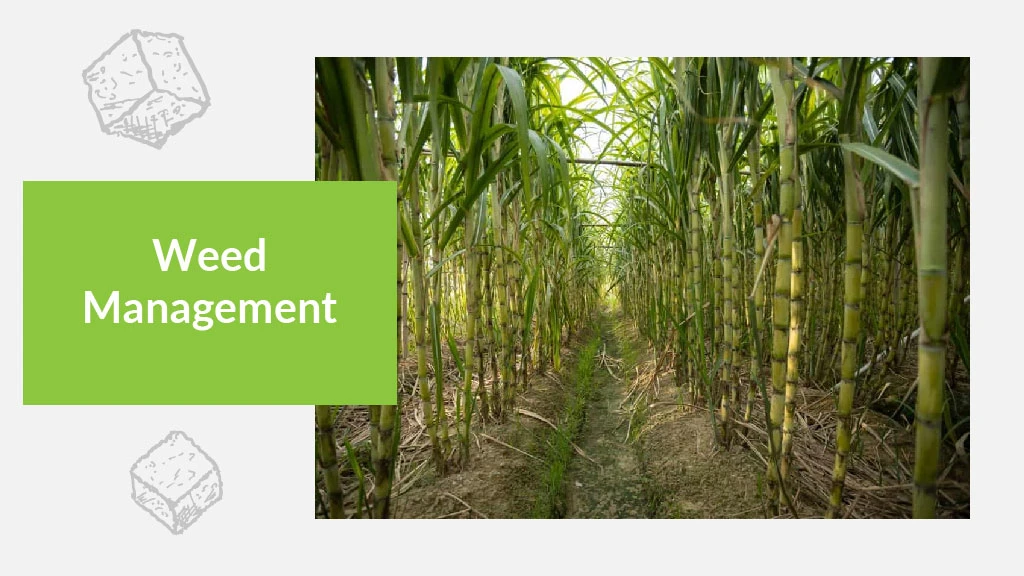 Sugarcane Cultivation - weed management