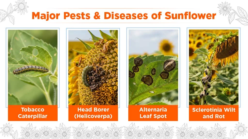 Pest & Disease Management  