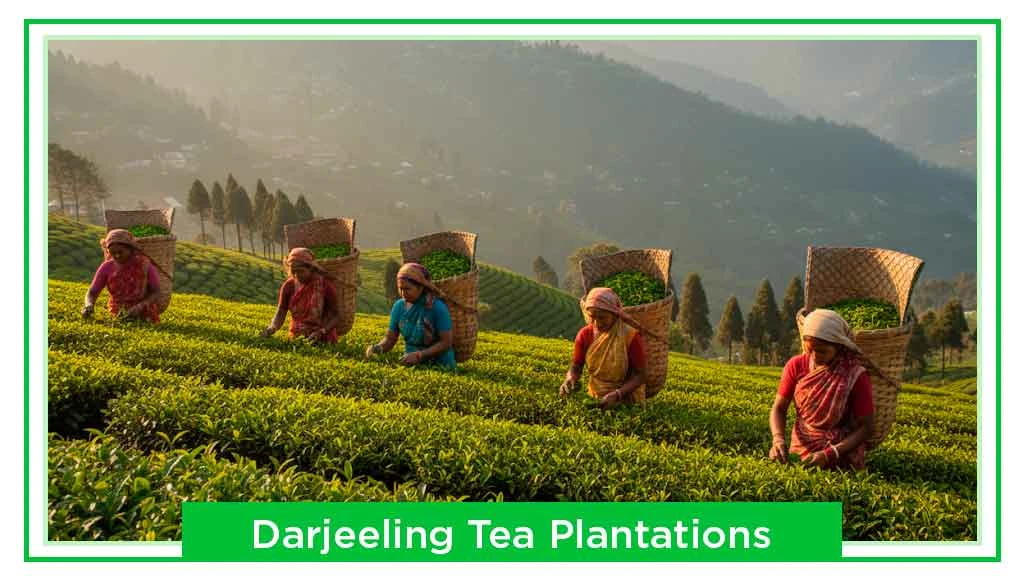 Tea Plantations in India - Darjeeling, West Bengal