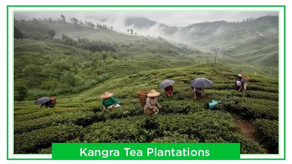 Tea Plantations in India - Kangra, Himachal Pradesh