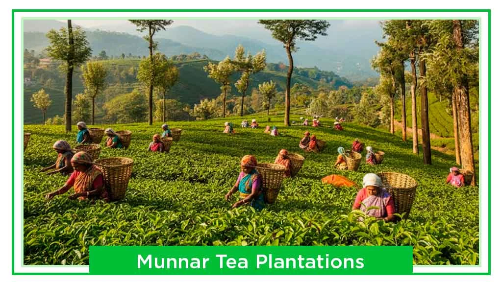 Tea Plantations in India - Munnar, Kerala