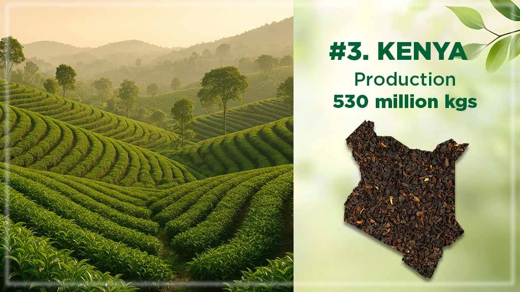 Top Tea Producing Countries - Kenya