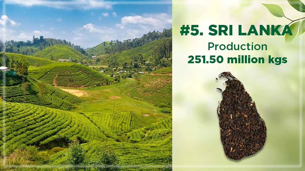 Top Tea Producing Countries - Sri Lanka