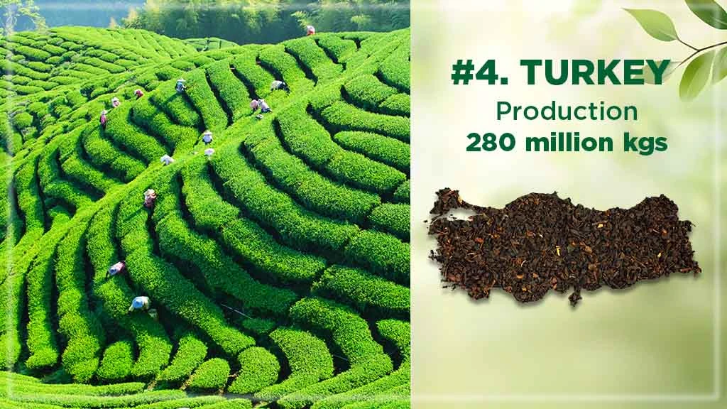 Top Tea Producing Countries - Turkey