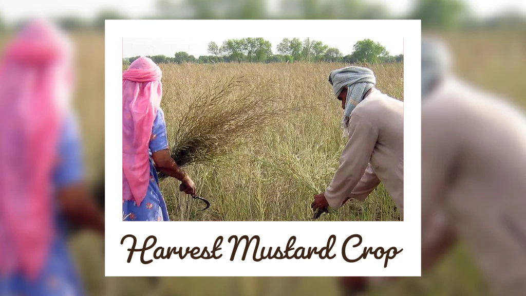 Top Scientific Tips for Sowing Mustard Crop in India