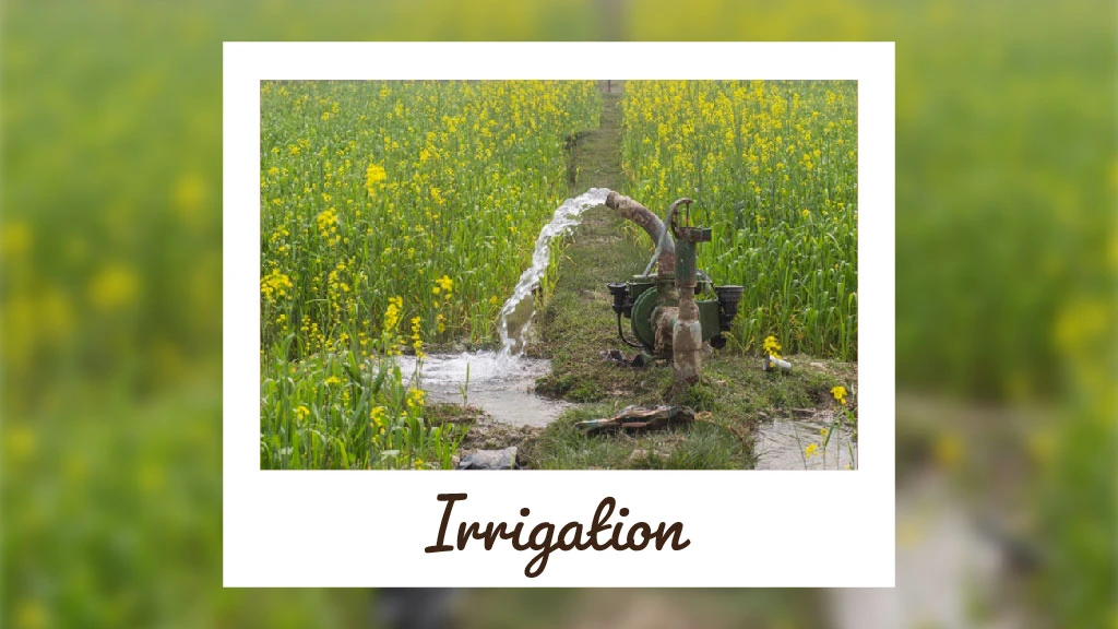 Top Scientific Tips for Sowing Mustard Crop in India