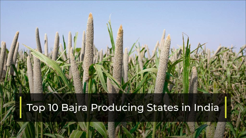 Top 10 Bajra Producing States in India 2024