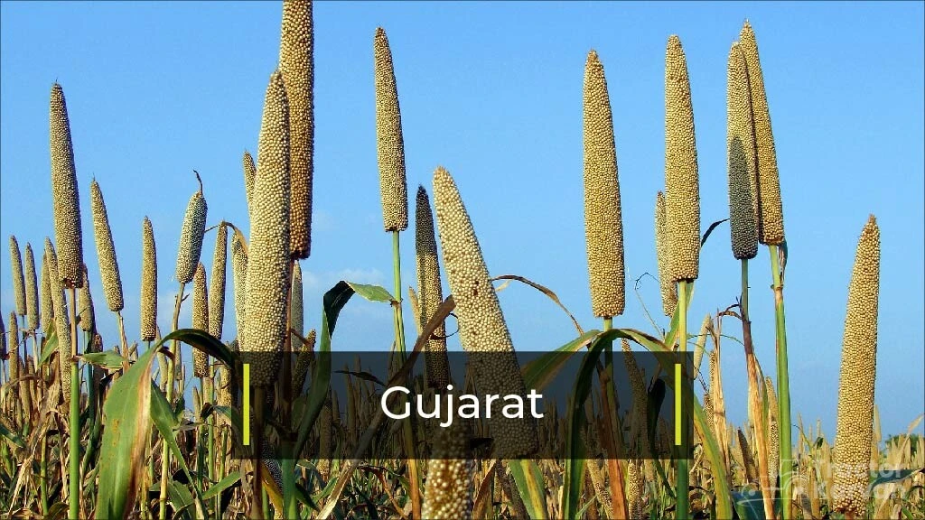 Top Bajra Producing States - Gujarat