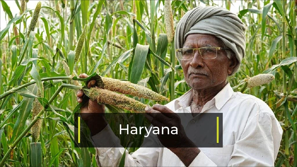 Top Bajra Producing States - Haryana