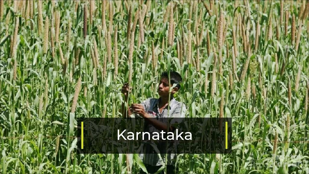 Top Bajra Producing States - Karnataka