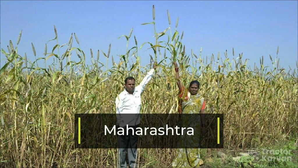 Top Bajra Producing States - Maharashtra