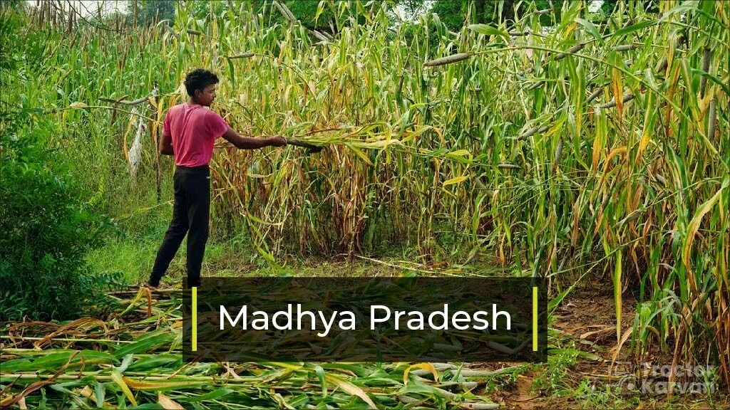 Top Bajra Producing States - Madhya Pradesh