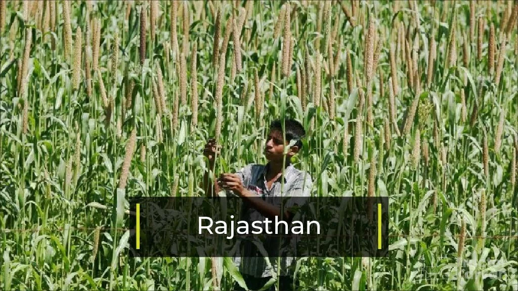 Top Bajra Producing States - Rajasthan
