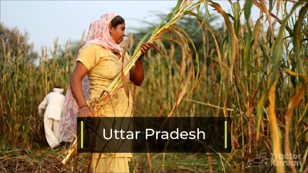 Top Bajra Producing States - Uttar Pradesh