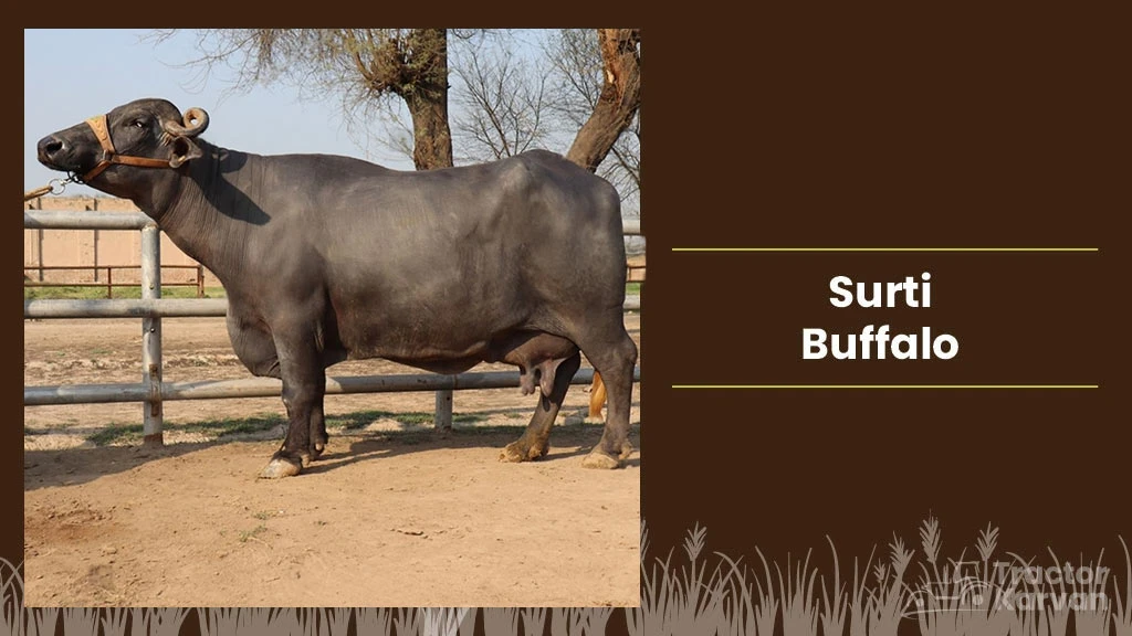 Best Indian Buffalo Breeds - Surti