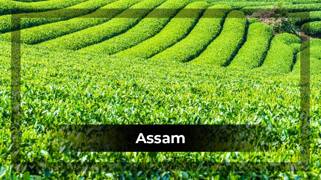 Top Crop Producing States - Assam