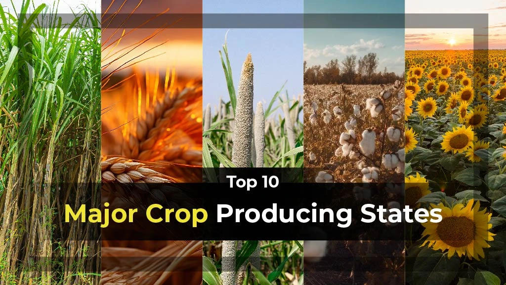 Top 10 Major Crop Producing States in India