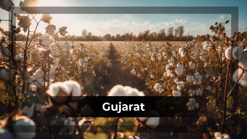 Top Crop Producing States - Gujarat