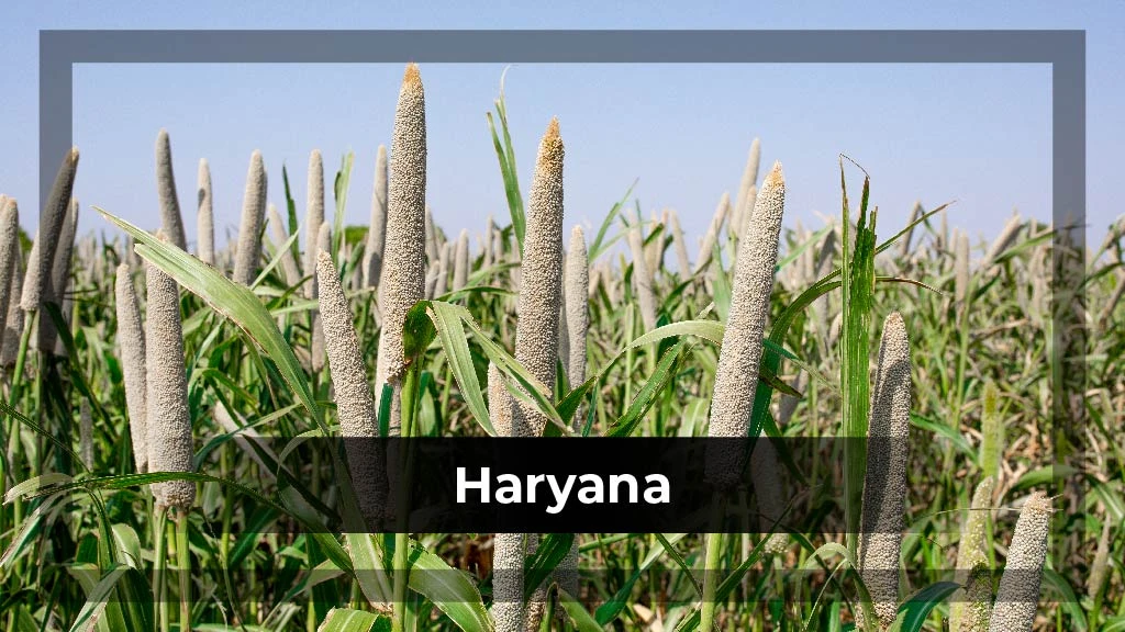 Top Crop Producing States - Haryana