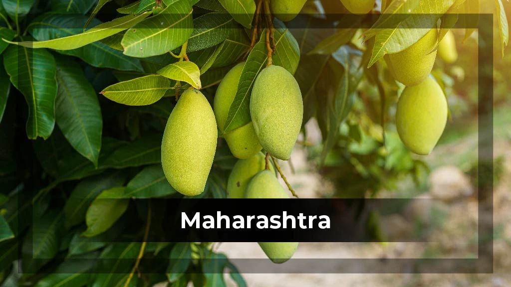 Top Crop Producing States - Maharashtra