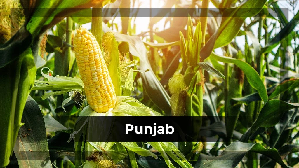 Top Crop Producing States - Punjab