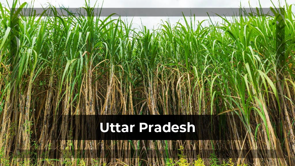 Top Crop Producing States - Uttar Pradesh