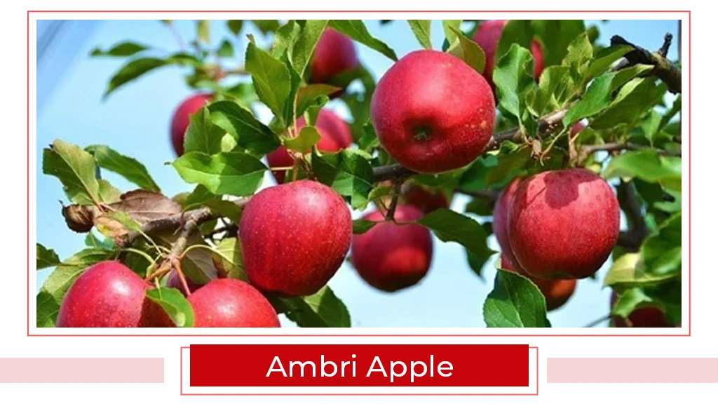 Top 15 Apple Varieties in India Types of Apple