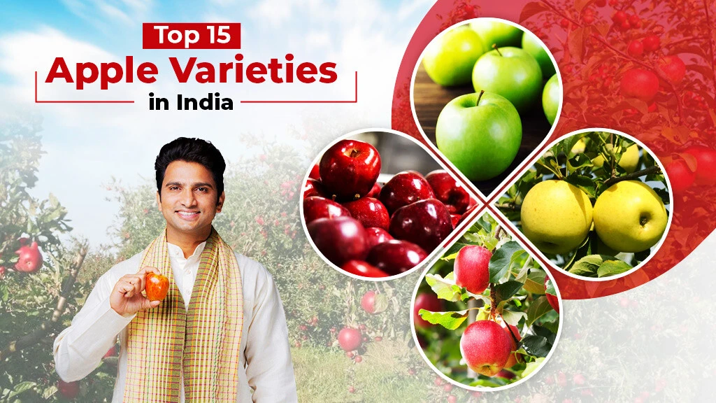 Top 15 Apple Varieties in India You Should Know