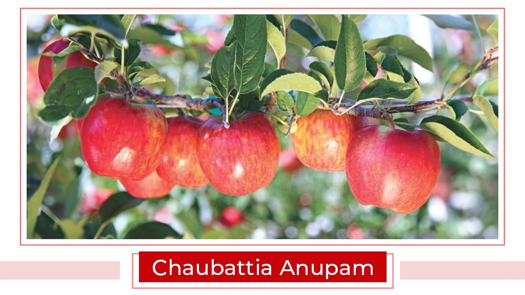 Top Apple Varities - Chaubattia Anupam