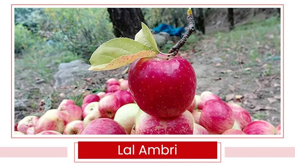 Top Apple Varities - Lal Ambri