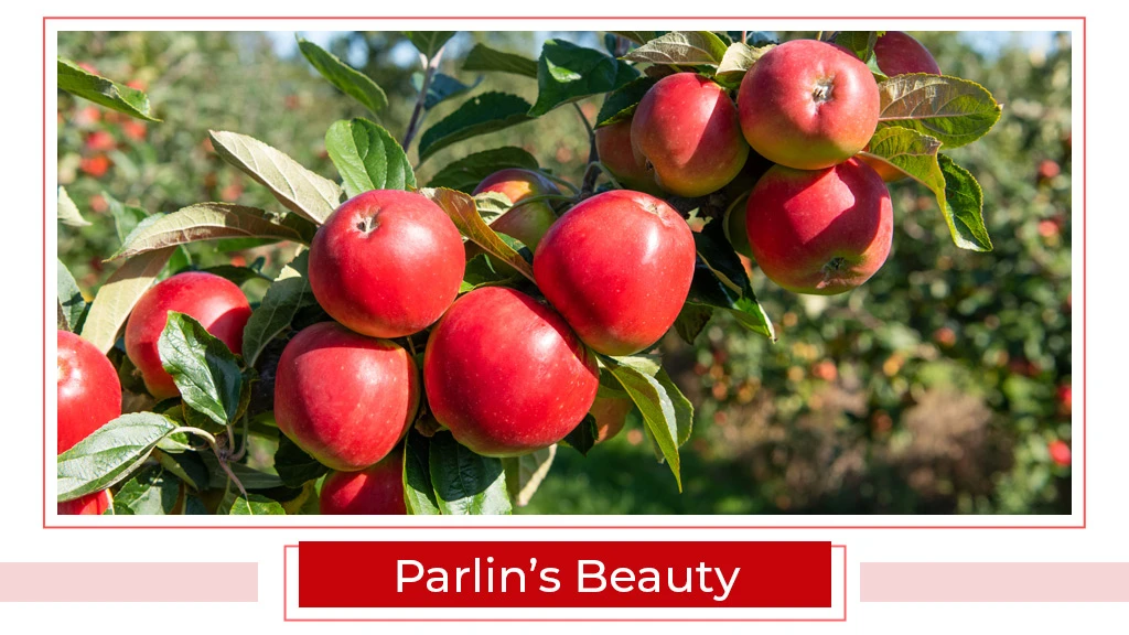 Top Apple Varities - Parlin's Beauty