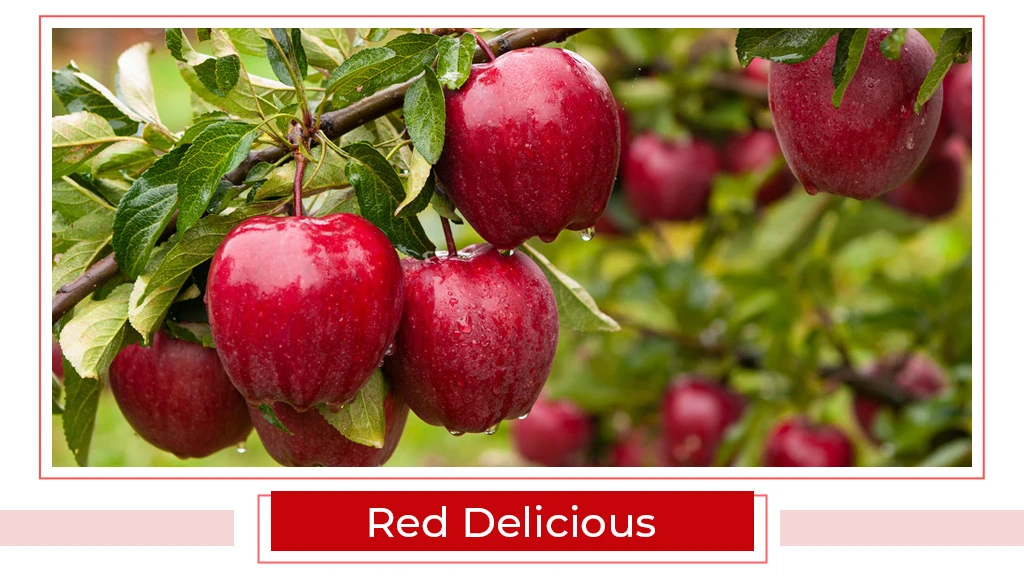 Top Apple Varities - Red Delicious