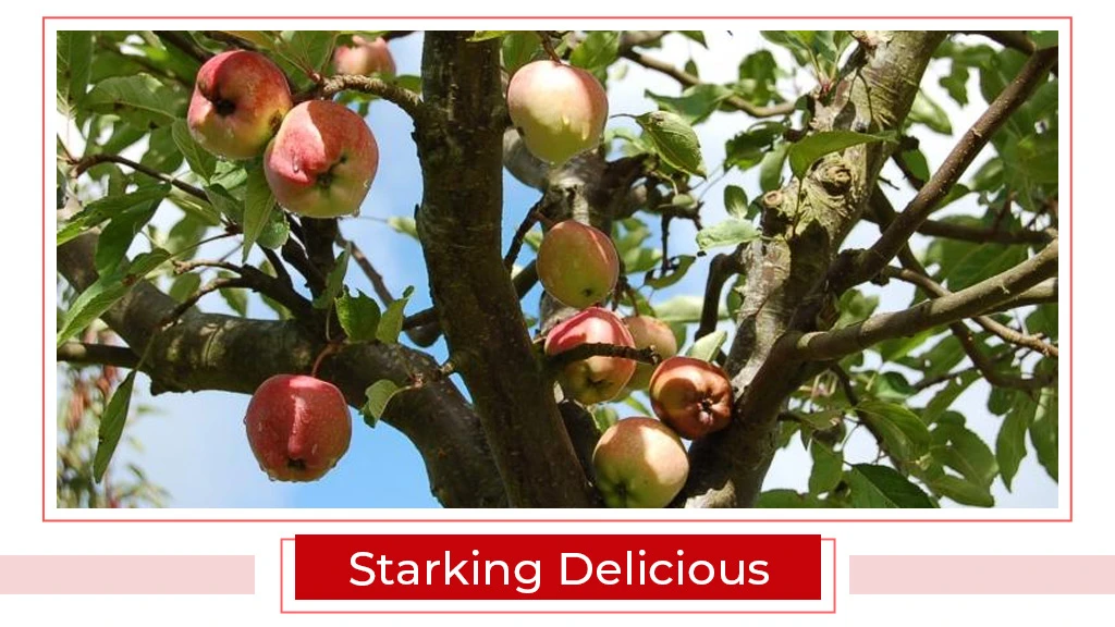 Top Apple Varities - Starking Delicious