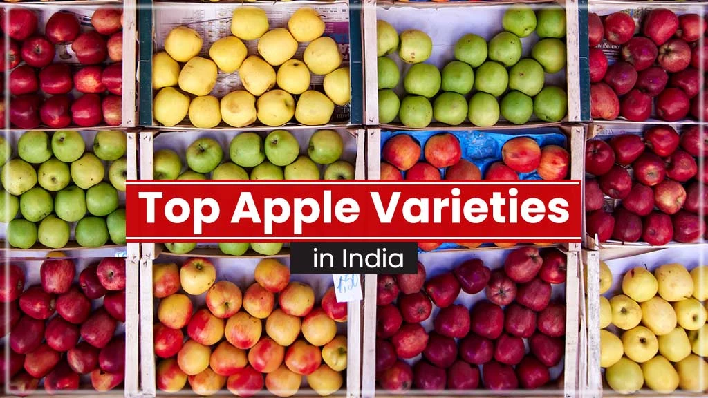 Top Apple Varieties in India