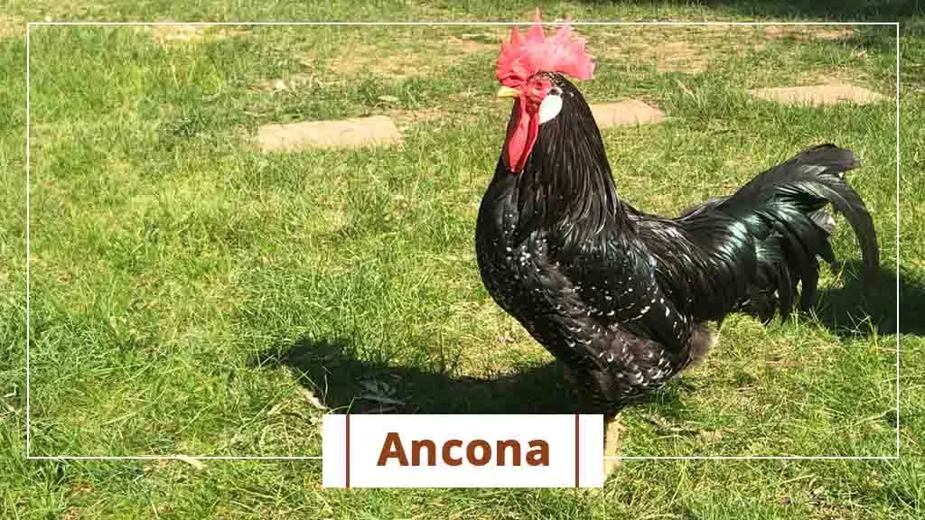 Top chicken breeds in India- Ancona