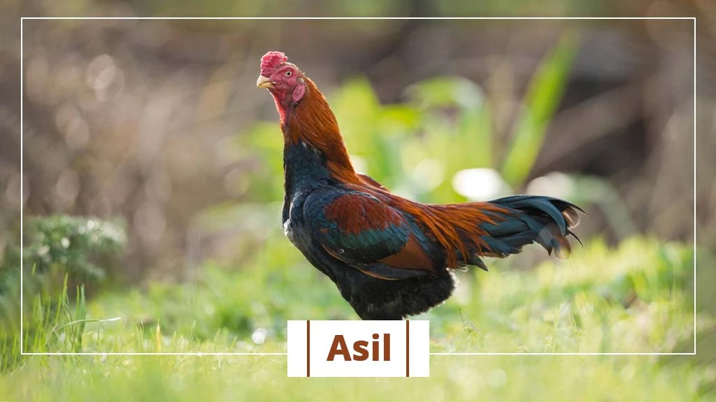 Top chicken breeds in India- Asil