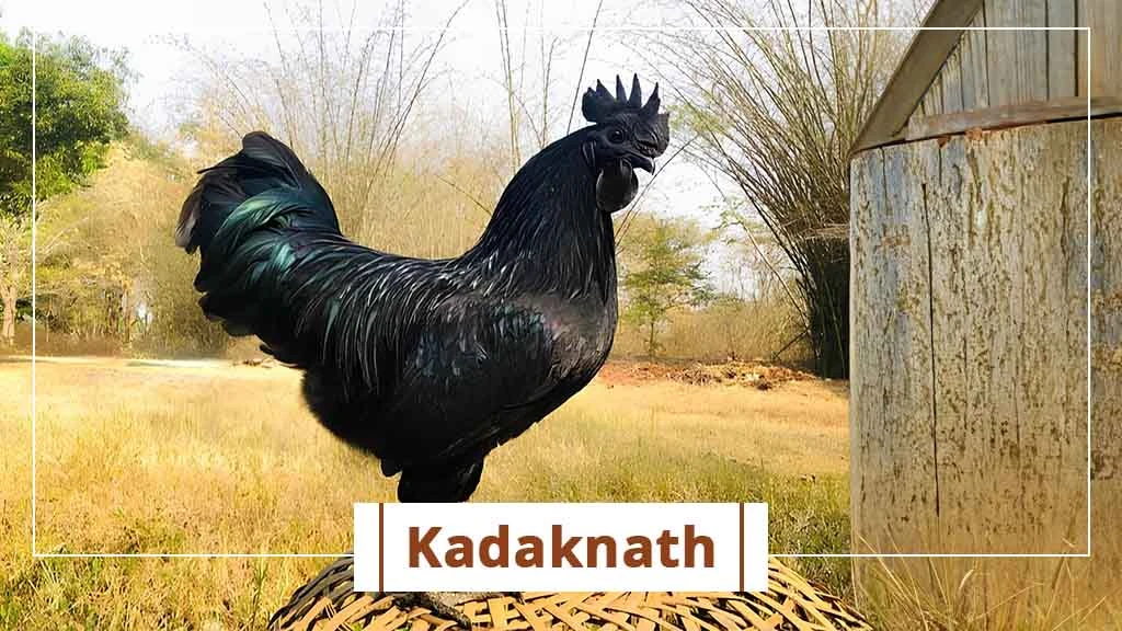 Top chicken breeds in India- Kadacknath