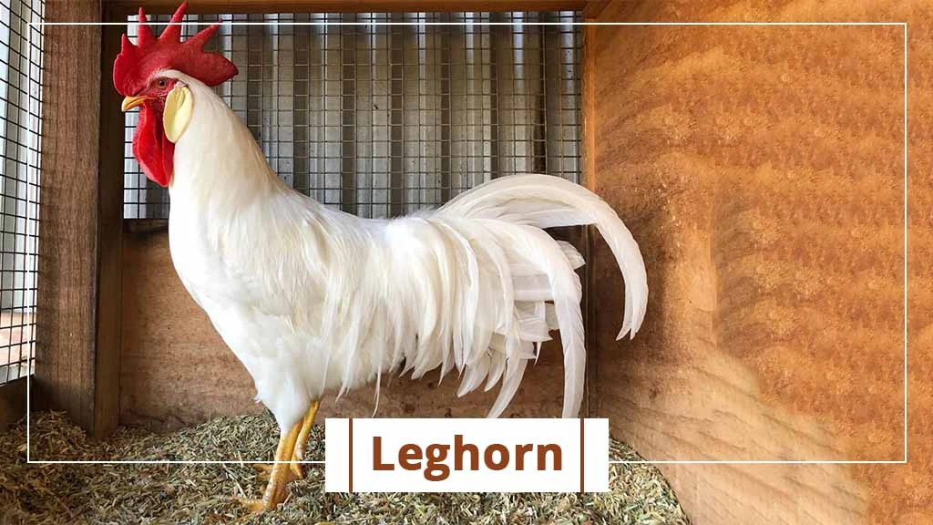 Top chicken breeds in India- Leghorn