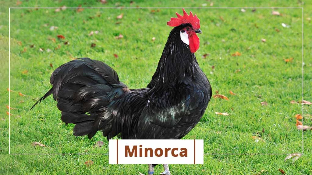 Top chicken breeds in India- Minorca