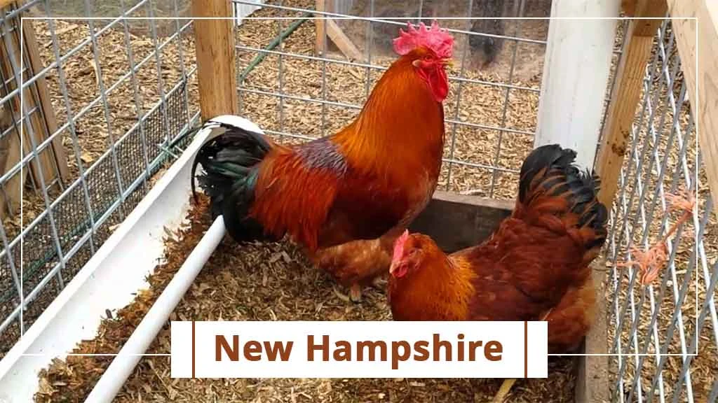 Top chicken breeds in India- New Hampshire