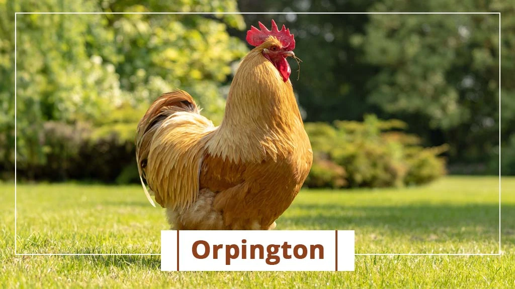 Top chicken breeds in India- Orpington