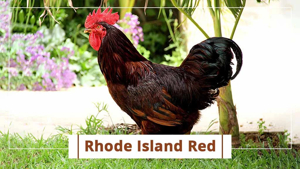 Top chicken breeds in India- Rhode Island Red