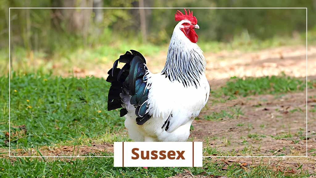 Top chicken breeds in India- Sussex