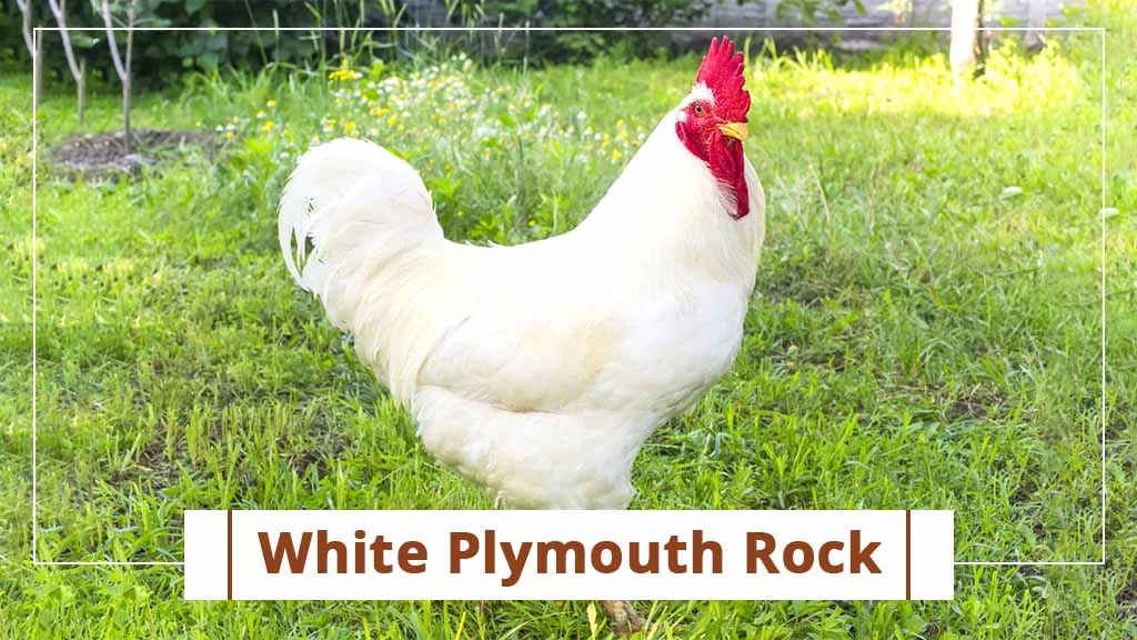 Top chicken breeds in India- White Plymouth Rock