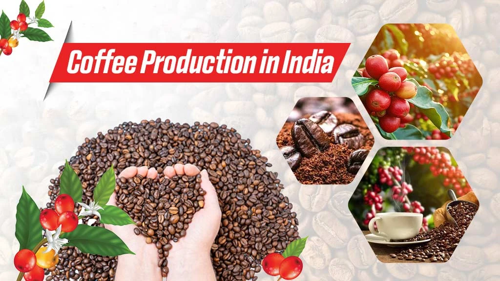 Coffee Production in India – Growing Conditions, Types and Coffee Producing States