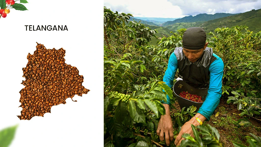 Coffee Producing States - Telangana